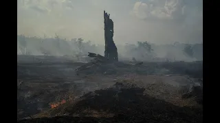 Amazon forest fire: NASA releases satellite images