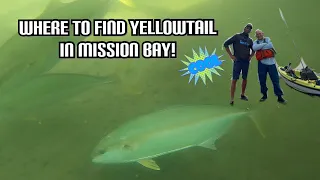 Where to Find Yellowtail in Mission Bay!!!