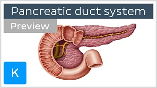 Pancreatic duct system (preview) - Human Anatomy | Kenhub