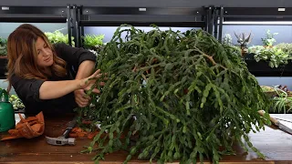 Repotting a 200 Year Old Christmas Cactus! 😱🌵😍 // Garden Answer