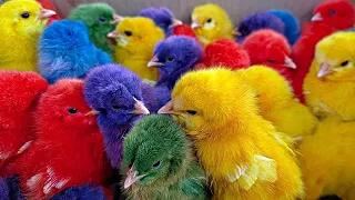 World Cute Chickens, Colorful Chickens, Rainbows Chickens, Cute Ducks, Cat, Rabbits,Cute Animals 🐤🐤