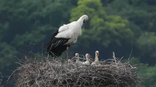 鳴門コウノトリ 2024/04/30 撮影 成長記録 徳島県鳴門市