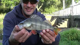 Angeln auf Barsch - Raubfischangeln am Fluss - Flussbarsche ärgern - Gummi vs Tauwurm