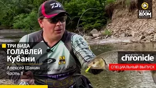 Три вида голавлей Кубани. Часть 2. Anglers Chronicle.