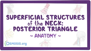 Superficial structures of the neck, Posterior Triangle: Anatomy