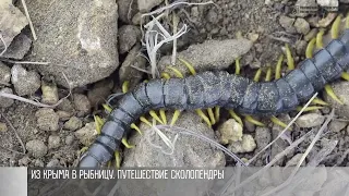 В Рыбнице нашли крымскую сколопендру