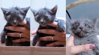 Bathing Cute and Cute Baby Cats 😻 #kitten #catsbathing