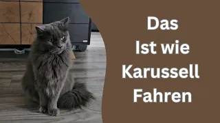 Katze dreht sich auf dem Stuhl und hat Angst vor der Gießkanne?!