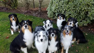 Rainy Day Fun for Your Australian Shepherd