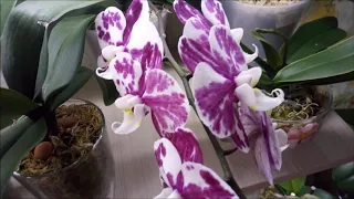 Орхидеи и ГРИБЫ!)) Откуда они берутся?))) Как от них избавиться?)))Вредны они для растений?)))