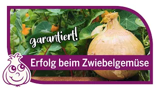 Zwiebeln anbauen – So gelingt Zwiebelgemüse