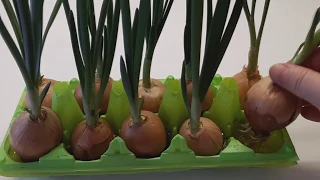 DO NOT BUY SPRING ONIONS IN THE WINTER anymore! I grow without land in egg packaging.