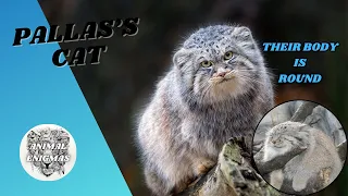 Pallas's Cat | The Most Expressive Cat | AnimalEnigmas