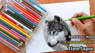 HOW TO DRAW A REALISTIC WOLF | Colored Pencil Drawing Tutorial#colourpencil #wolfdrawing