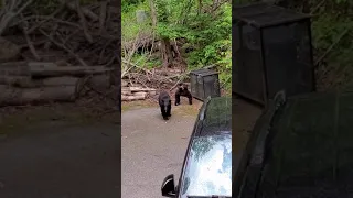 Two bear cubs playing. Gatlinburg TN