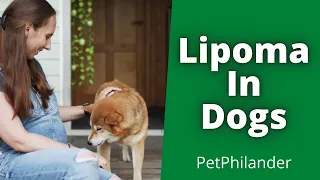 Lipoma in Dogs | Symptoms, Treatment, & Prevention