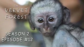 Baby Monkeys Make Friends and Join Their New Foster Troop - Vervet Forest - S2 Ep12