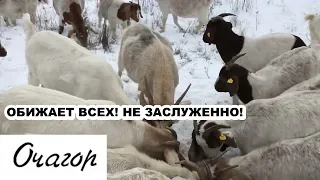 НАЧАЛЬНИК  - ХАМ  И ДРАЧУН.   ЧТО С НИМ    ДЕЛАТЬ. МОЖЕТ СДАТЬ ЕГО  НА МЯСО?