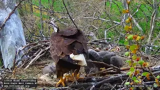 Little Miami Conservancy Bald Eagle 24.04.2024 12:36