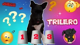 Mi perro cachorro juega al Trilero! Funny dogs/ Animales divertidos/ Lana