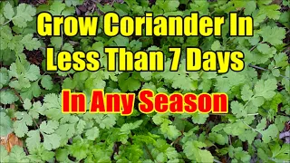 How To Grow Coriander Indoors In 3 Days: Easiest and Fastest Method of Coriander Seed Germination