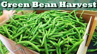 Harvesting, Washing, Cooling, and Packing Green Beans  Oxbo BH100 Green Bean Harvester