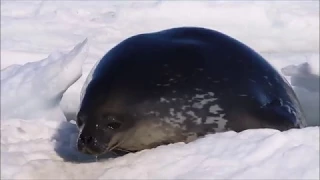 Seal Pup Calling for Mother