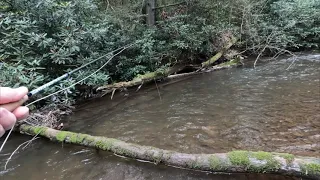 Dry Fly Fun With Little Native Brook Trout!