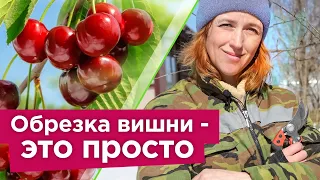 КАК ОБРЕЗАТЬ ВИШНЮ ВЕСНОЙ? Ягоды будут огромного размера, а дерево компактным