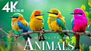 Beautiful Animals in the World 4K |🌿Relaxing Movie Beautiful Scenery - soothing relaxing music