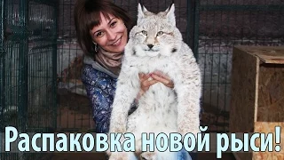 New siberian lynx from  Yakutia