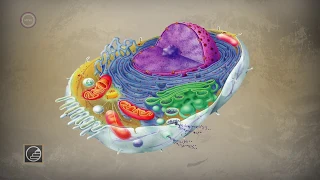 Érettségi 2017 - Biológia 4.rész: A sejt felépítése