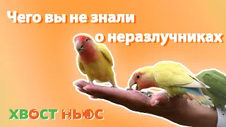 Чего вы не знали о неразлучниках!