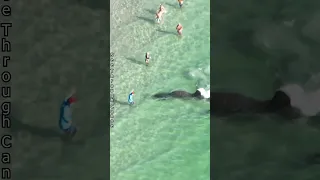 Guy almost gets run over by a Manatee at the #beach in #florida. #nature #funny #animals #wildlife