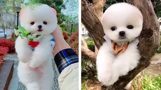 Tik Tok Mini Squirrel Dog😍 - Funny and Cute Pomeranian #6