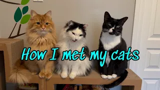 STORYTIME: How I Met My Cats