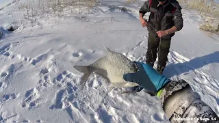 Разорвали хапугу но рыбу достали. Наши ямы не подвели.