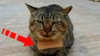 Кошка бродила по улице с запиской на шее. Только посмотрите, что там было написано!