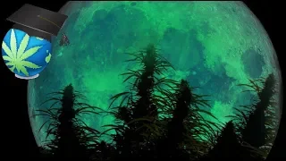 Do The Moon or MOONLIGHT Affect Cannabis?