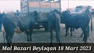 MAL BAZARİ BEYLƏQAN 18 MART 2023 YENİ VİDEO ÇƏKİLİŞ #mal#bazari#beyləqan#qulu #beyleqanlı