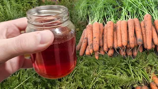 МОРКОВЬ ВСЯ БУДЕТ КРУПНОЙ И СЛАДКОЙ, ПОДКОРМИТЕ ЭТИМ МОРКОВЬ В ИЮНЕ ИЮЛЕ ОБЯЗАТЕЛЬНО!