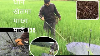 Fishing In Paddy Rice Farm/धान खेतमा माछा मार्दै /fishing vlog in Nepal/fishing ways/vlog of Nepal