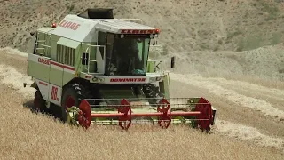 Harvesting Barley | Claas Dominator 88SL Classic