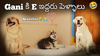 Kotta Kottaga Unnadi Gani Bava....🤣🙏 | Labrador vs Siberian Husky | @upendragani