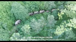 China's herd of wandering elephants finally returned home