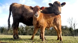 Cow Gives Birth To Calf Despite No Bull On Farm