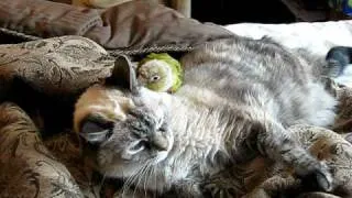 Conure Parrot preens cat