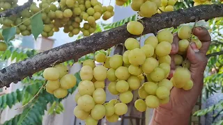 star gooseberry  harvesting