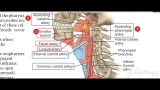 Pharynx arterial supply