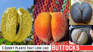 5 Quirky Plants That Look Like Buttocks #gardening